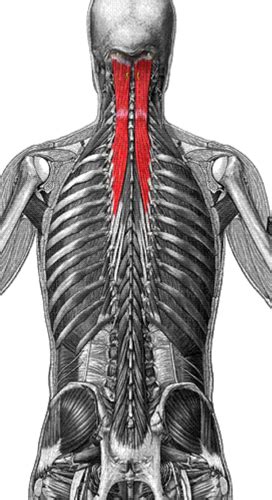 Muscles Of Head And Neck Flashcards Quizlet