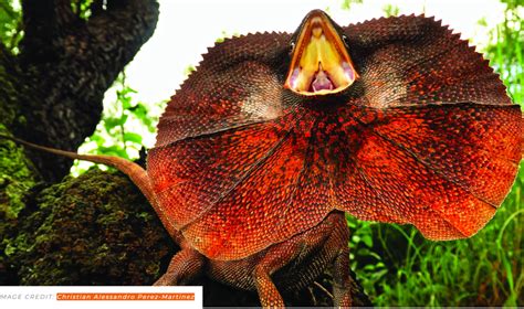 Australian Geographic Features Frilled Lizard Work The Lizard Lab