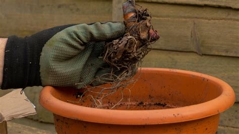 9 Tips For Storing Canna Lily Bulbs This Winter