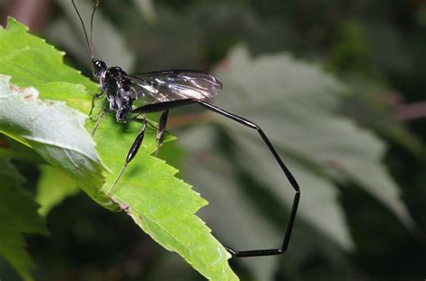 Real Monstrosities American Pelecinid Wasp