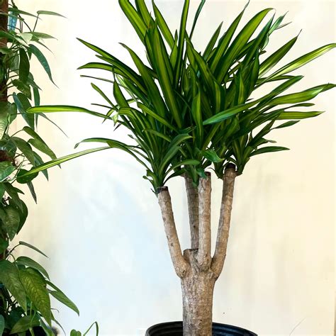 Dracaena Rikki Glass Earth Plant Store