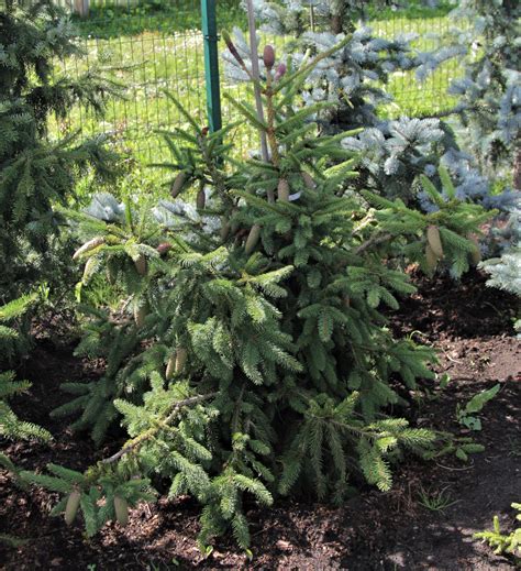 Акрокона (много фото) - интересная тема для изучения - treepics.ru