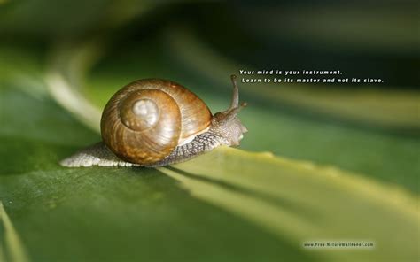 Funny Snail Quotes - ShortQuotes.cc