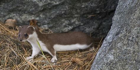 Napoli E Campania Parchi Naturali Picnic E Scampagnate