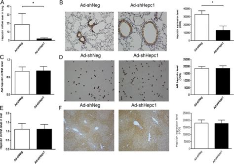 Evaluation Of Hepcidin Silencing In Vivo After Cecal Ligation And