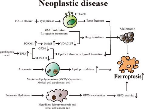 Frontiers Ferroptosis Mechanism And Connections With Cutaneous Diseases