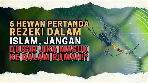 Hewan Pertanda Rezeki Dalam Islam Jangan Diusir Jika Masuk Ke Dalam