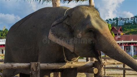 Elephant Smile Stock Photo Image Of Trunk Travel Park 126268124