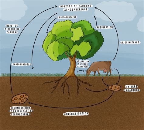 Comprendre Le Cycle Du Carbone Pour Adapter Ses Pratiques Agricoles