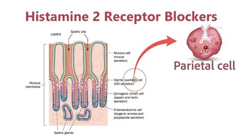 Histamine 2 Blockers Famotidine YouTube