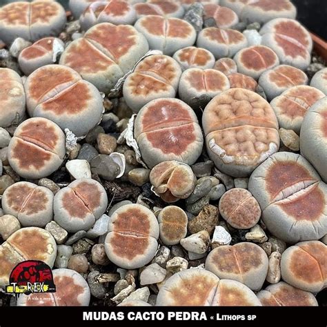 Compre Agora Mudas De Plantas Carn Voras Caladium Cactos E Suculentas