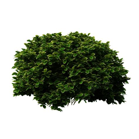 Shrub Png Pic