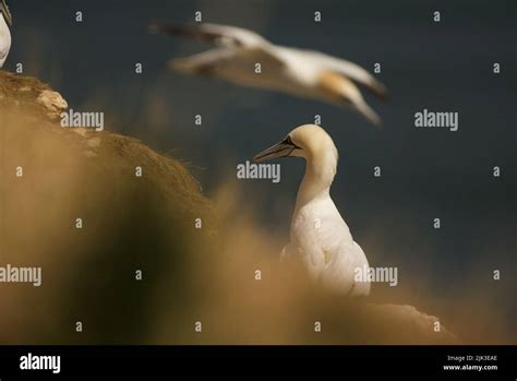 Close Up Shot Of A Lone Solo Northern Gannet Morus Bassanus Sat On