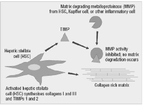 Tissue Inhibitors Of Metalloproteinase Timps Secreted By Activated