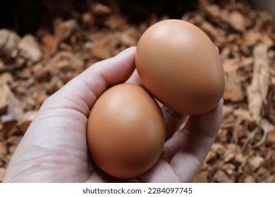 Hand Holding Eggs Oganic Food Stock Photo Shutterstock