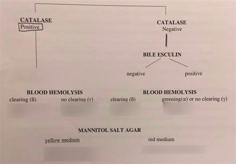 Lab Gram Positive Flow Chart Diagram Quizlet