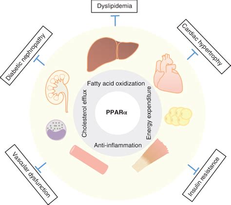 Functions of peroxisome proliferator activated receptor PPAR α