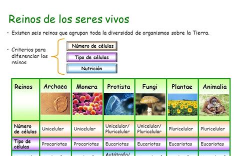 Reinos De Los Seres Vivos Moneras Protoctistas ~ My English And Science