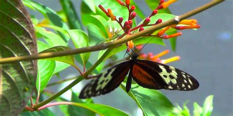 Aruba Butterfly Farm | Beaches of Aruba