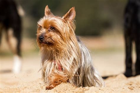 15 Types of Terrier Dog Breeds: Small & Large (With Pictures) | Pet Keen