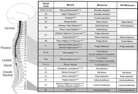 Spinal Cord Injury Levels And Function Chart