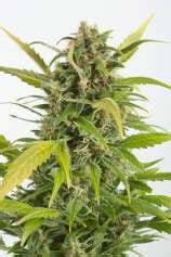 Haze Autoflowering CBD De Dinafem Info De Variedad