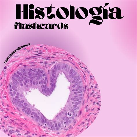 Histolog A Flashcards Para Estudiar Y Recordar Flashcards Histolog A