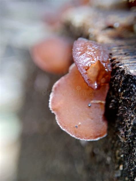 Jews Ear Wood Ear Auricularia Auricula Hirneola Polytricha Jelly Ear