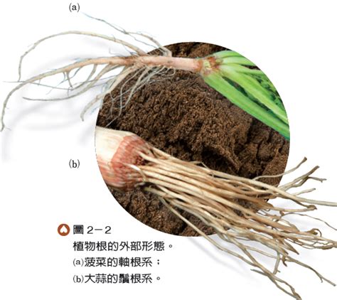 2 1 植物的營養構造與功能 生物科共同備課網