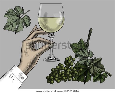 Female Hand Holding Glass White Wine Stock Vector Royalty Free