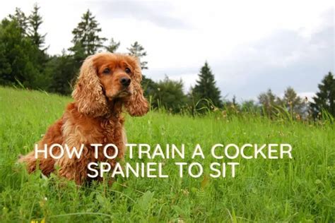 How To Train A Cocker Spaniel To Sit Easy Spaniel Training