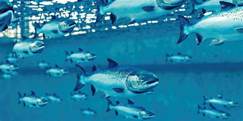 VIDEO Land Based Salmon Farming About To Get Nationwide TV Exposure