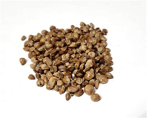 Tree seed - Rocky Mountain Juniper – TreeSeeds.ca