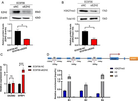 Effects of histone H3K27me3 modification on the expression of candidate ...