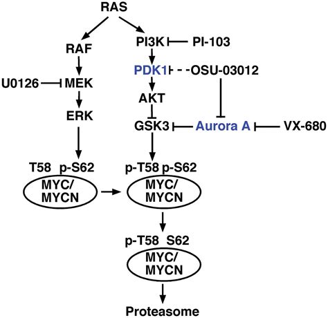 Aurora Kinase A Is A Possible Target Of Osu‑03012 To Destabilize Myc