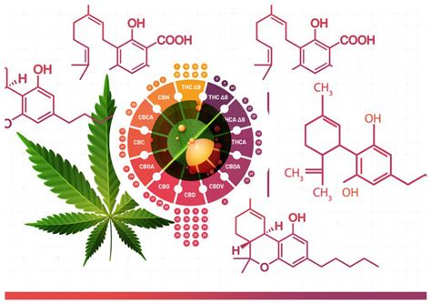 Thc Versus Thc Hash