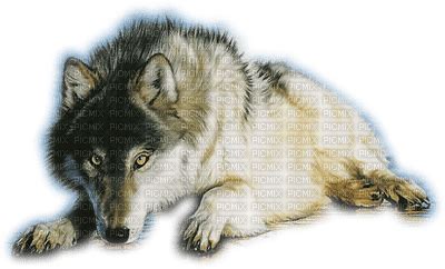 lobo - Free PNG - PicMix