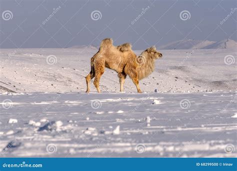 Camels Mountains Snow Winter Graze Stock Photo Image Of Footprints