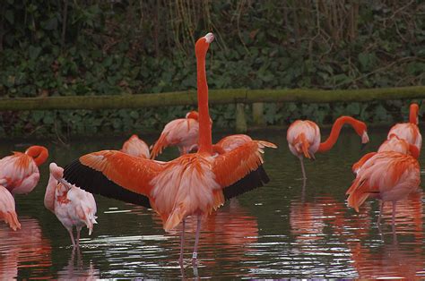 Chester Zoo Flamingos Michelangelogirardi Flickr