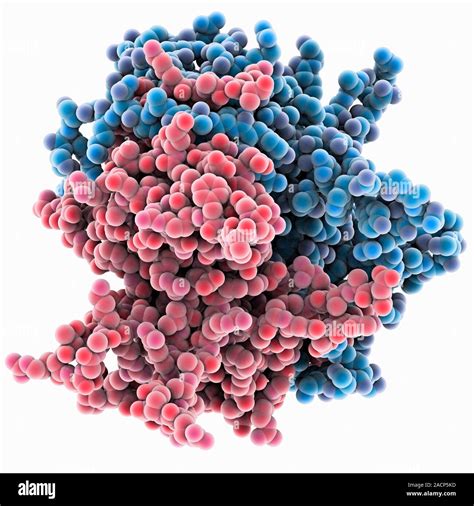 Single Stranded Dna Binding Protein Molecular Model The Function Of