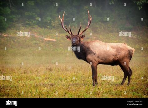 A Bull Elk Pauses And Looks Toward The Camera Stock Photo Alamy