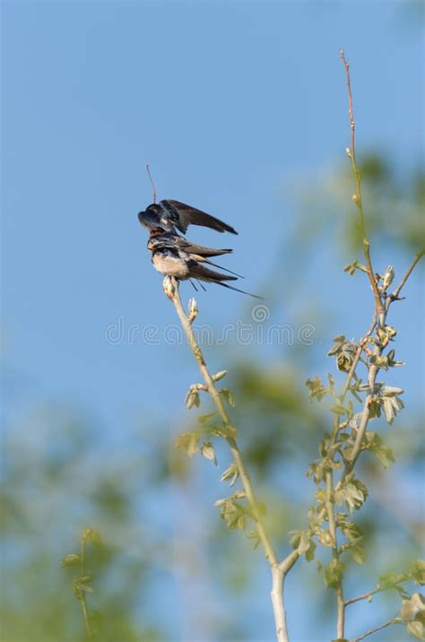 P Ssaro No Ramo Imagem De Stock Imagem De Nave Floresta