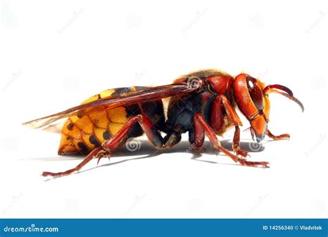 Hornet stock photo. Image of detail, organism, white - 14256340