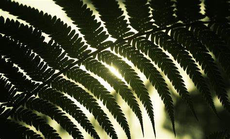 Green fern plant, Leaf, Light, Shadow HD wallpaper | Wallpaper Flare