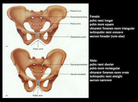 Attribution Of Sex Bones Flashcards Quizlet