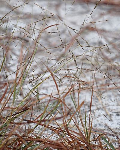 Elliott S Lovegrass Eragrostis Elliottii Split Oak Fores Flickr