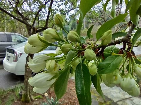 What tree is it? - General Fruit Growing - Growing Fruit