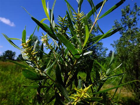 Salix exigua (Salicaceae) image 79484 at PhytoImages.siu.edu