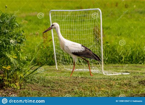 White Stork In The Yard The Countryside Stock Image Image Of Animal