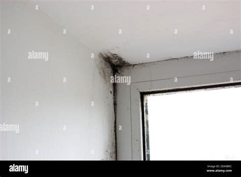 Stachybotrys chartarum or black mold, toxic mold. Mold on slopes in a house near windows that ...